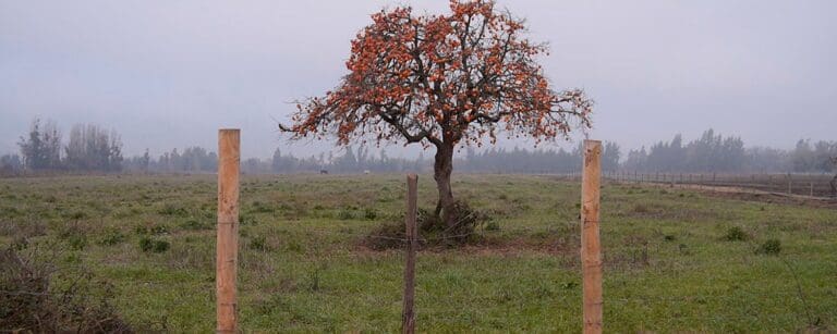 El Veterano