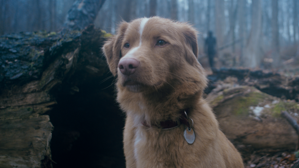 Good Boy pelicula